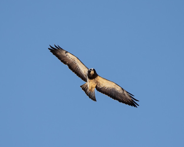 O falcão de Swainson Buteo swainsoni voando no céu azul