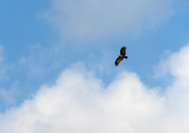 O falcão voando livremente no céu