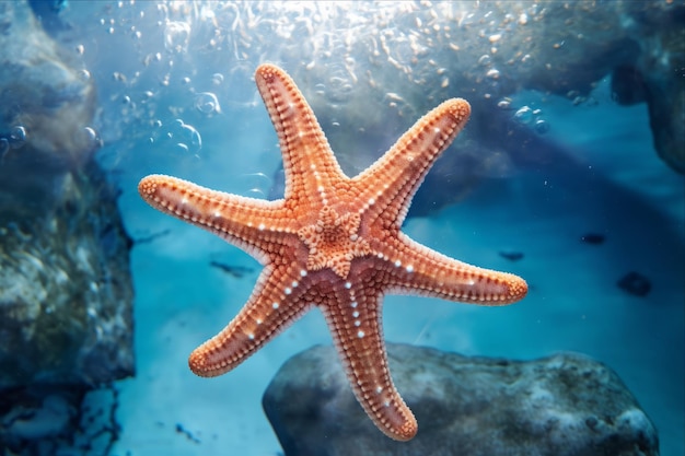 O fascinante encontro com a estrela-marinha em exibição no cativante turismo de aquários