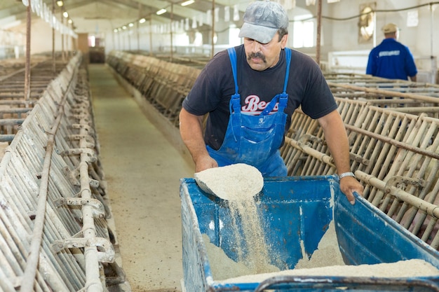 O fazendeiro alimenta porcos