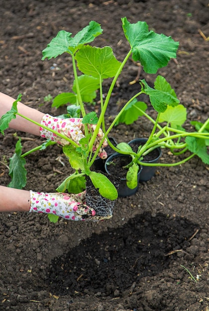 O fazendeiro está plantando abobrinha no jardim Foco seletivo