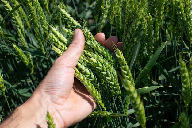 O fazendeiro segura na mão grandes espigas de trigo verde