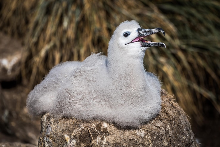 Foto o filhote de albatroz de sobrancelha preta chama a mãe do ninho.