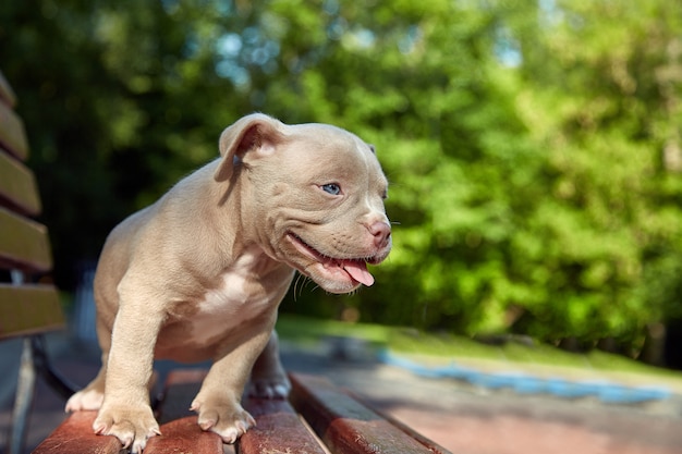 O filhote de cachorro bonito American Bulli senta-se em um banco de madeira em florescer árvores multi-coloridas bonitas na primavera no parque.