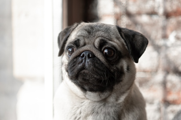 O filhote de cachorro Pug está sentado triste na janela.