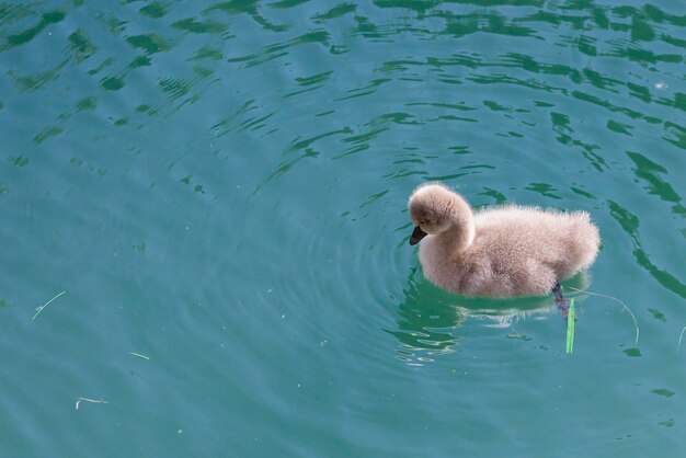 O filhote de cisne negro nada em um lago em um dia ensolarado de primavera