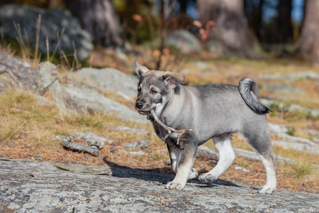 Foto o filhote de elkhound sueco está brincando com um pedaço de pau