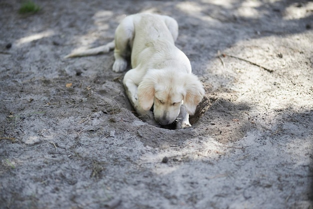 O filhote de golden retriever de cor clara cava um buraco no chão. Um filhote de retriever está cavando um buraco