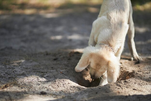 O filhote de golden retriever de cor clara cava um buraco no chão. Um filhote de retriever está cavando um buraco