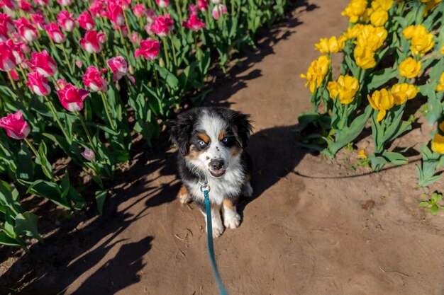 O filhote de pastor americano em miniatura em tulipas. Cão no campo de flores. Florescendo. Primavera