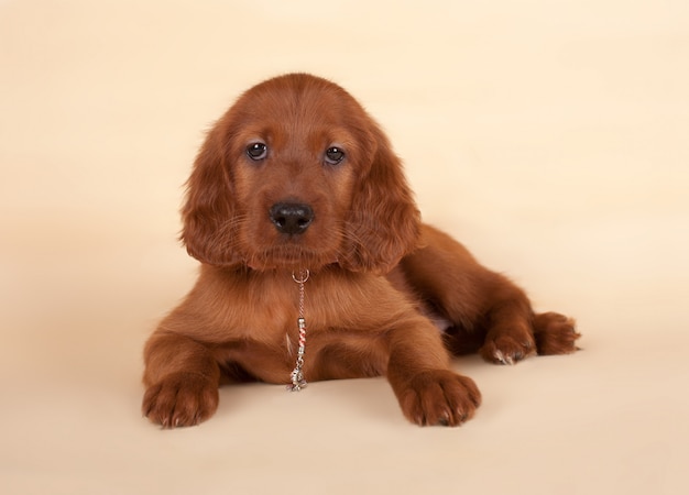 Foto o filhote de um setter é removido em bege