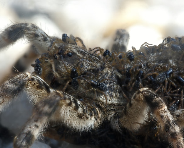 O filhote de uma tarântula de aranha em uma fêmea.