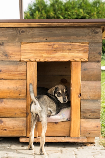 Foto o filhote parece fora da casinha. filhote de cachorro engraçado