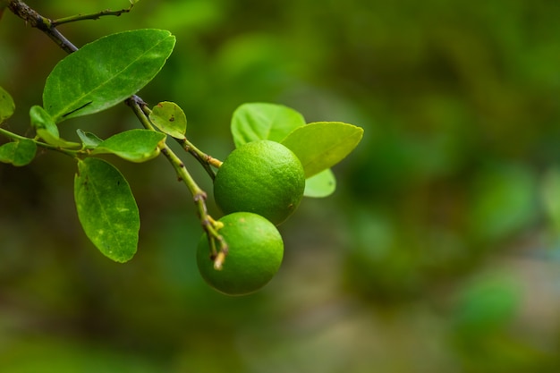 O fim acima de limões verdes cresce na árvore de limão em um citrino tailândia do jardim.