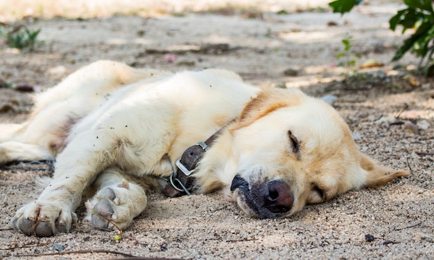 O fim acima do cão está dormindo na terra no jardim.