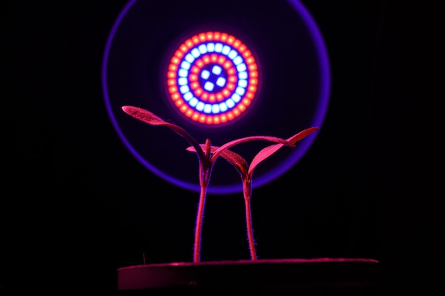 O fitolamp LED ilumina pequenos brotos de plantas em um vaso. fechar-se.