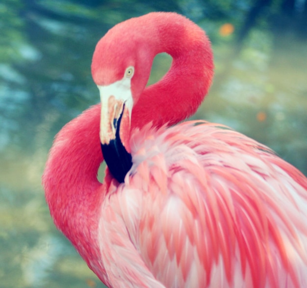 Foto o flamingo a limpar-se