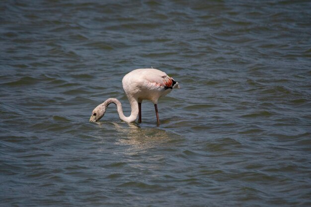 O flamingo comum é uma espécie de ave phoenicopteriforme da família phoenicopteridae