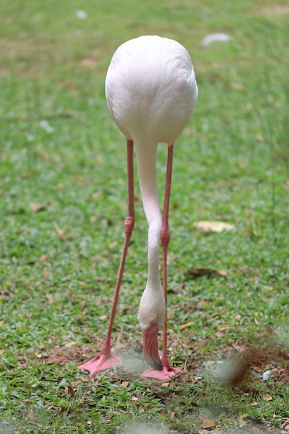 O flamingo está de pé no jardim da natureza