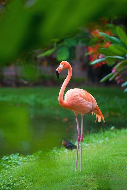 O flamingo rosa caribenho vai para a água. O flamingo rosa vai para um pântano.