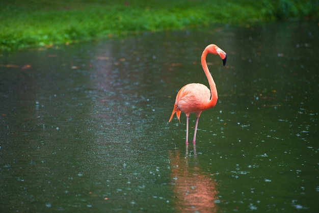 O flamingo rosa caribenho vai para a água. O flamingo rosa vai para um pântano.