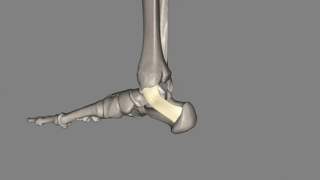 O flexor retinaculum do pé se estende do malleolo medial acima até o calcâneo abaixo