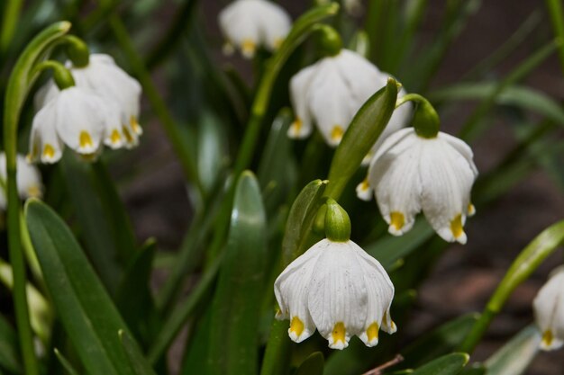 O floco de neve da primavera lat Leucojum vernum está florescendo