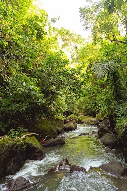 O fluxo rápido da montanha está fluindo entre as pedras na floresta exótica. Conceito de viagens para países tropicais