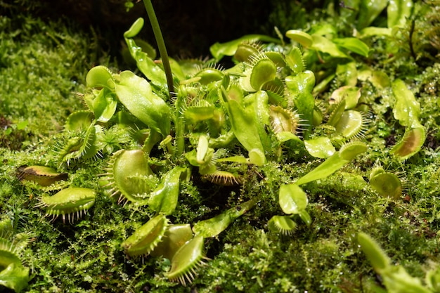 O Flytrap de Vênus cresce em uma floresta tropical com efeito de estufa.