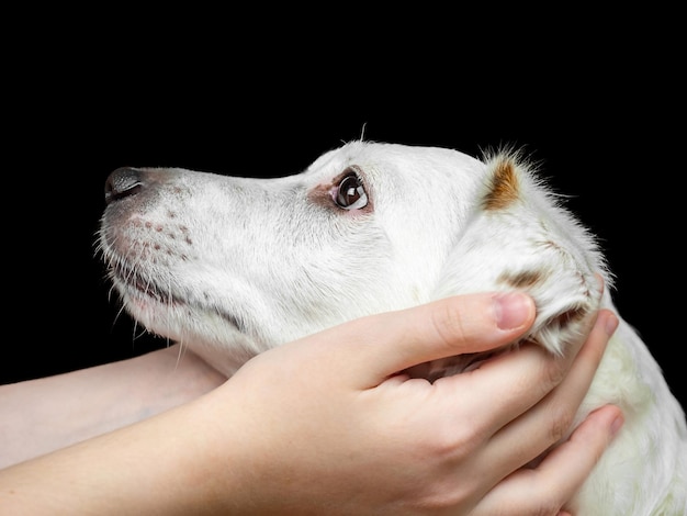 O focinho de um cachorro branco nas mãos de um homem. O conceito de carinho, amor por animais de estimação.