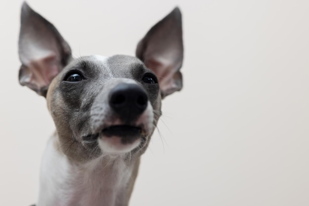 O focinho de um cachorro whippet olhando para o close da câmera