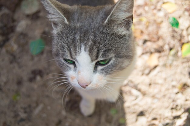 O focinho de um gatinho cinza em close-up, olhos verdes de gato