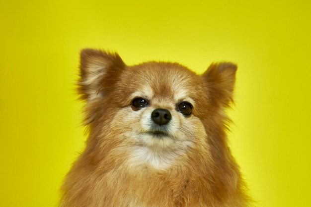 O focinho descontente de um cão Spitz alemão em um fundo amarelo Careta engraçada de um animal de estimação