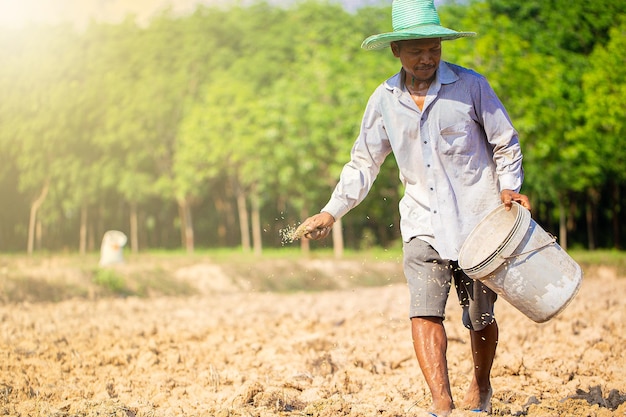 O foco seletivo dos agricultores tailandeses está semeando arroz em campos amplos com espaço de cópia