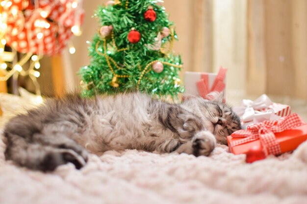 O foco seletivo Gato fofo listrado bonito está dormindo ao lado da árvore de Natal.