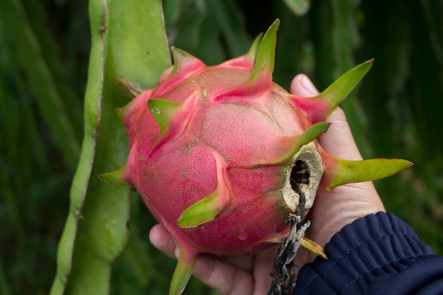 O foco suave da fruta do dragão na mão do fazendeiro apresenta o melhor produto da sua fazenda