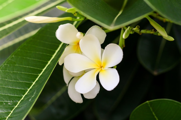 O Frangipani floresce o amarelo branco com as folhas verdes.