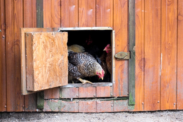 O frango que sai do galinheiro de madeira