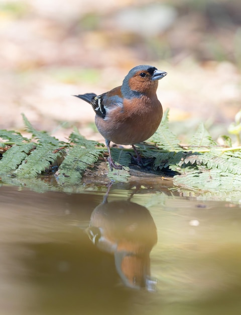 Foto o fringilho comum coelebs em seu ambiente