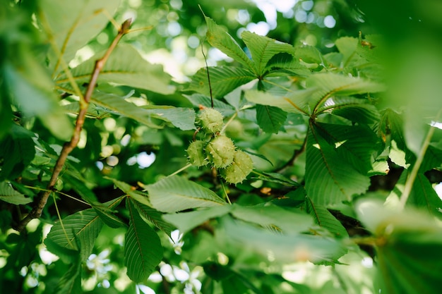 O fruto da castanha-da-índia nos galhos das caixas em forma de bola de árvore com espinhos