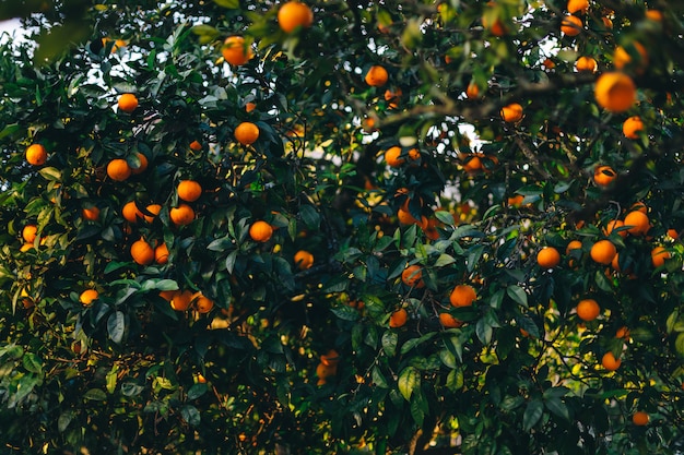 O fruto da laranjeira