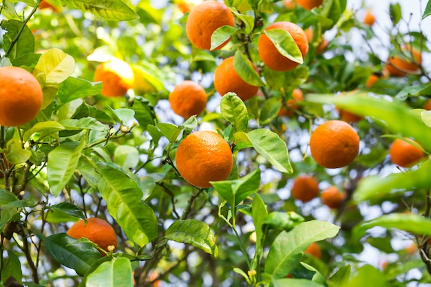 O fruto da laranjeira.