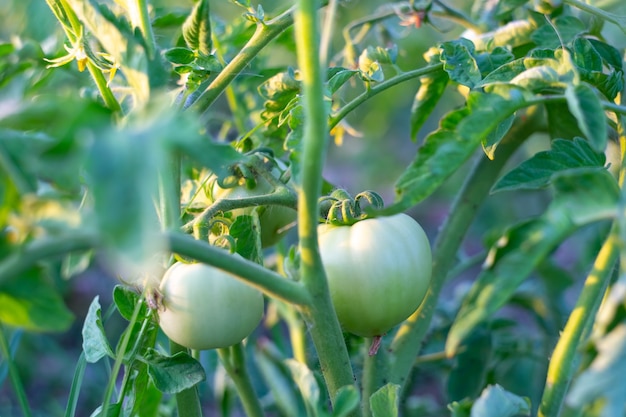 O fruto de um tomate verde imaturo em um arbusto. Cultivar e cuidar das frutas no jardim. Foco seletivo.