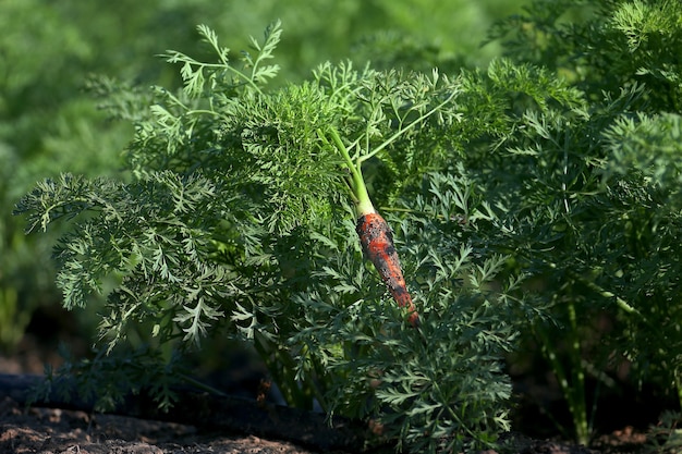 O fruto do jovem A cenoura (Daucus carota subsp. Sativus), retirada, repousa sobre as folhas no campo