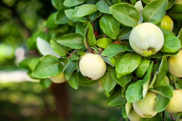 O fruto maduro do marmelo cresce em uma árvore de marmelo com folha verde no jardim do outono, close up. Conceito de colheita. Vitaminas, vegetarianismo, frutas. Maçãs orgânicas penduradas em um galho de árvore em um pomar de maçãs