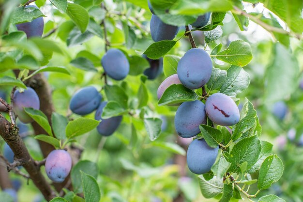 O fruto roxo da ameixa Stanley Prunus domestica amadurece ao sol em uma árvore no produto ecológico do jardim doméstico