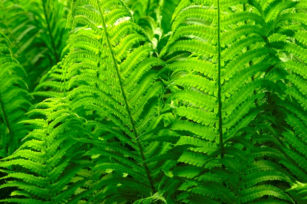 O fundo da samambaia natural verde deixa o conceito da natureza