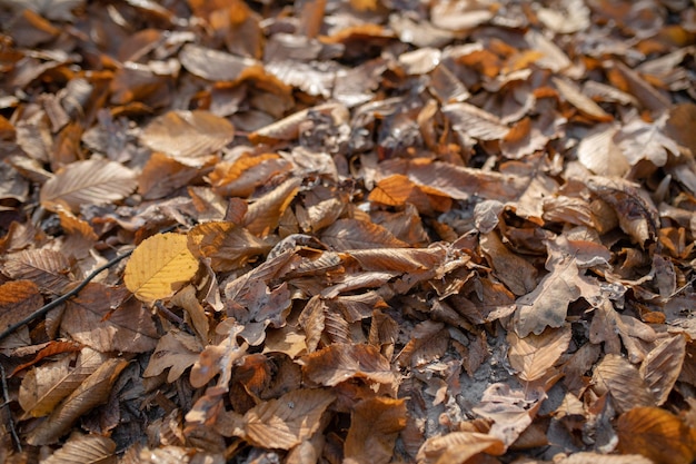 O fundo da vista superior de folhas caídas marrons velhas está no chão na temporada de outono