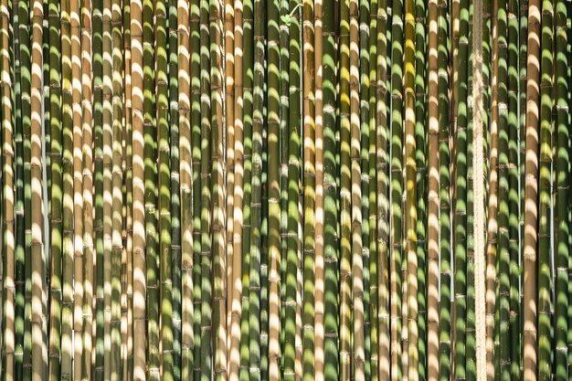 O fundo de bambu e as ripas de pano de fundo são organizados na divisória da parede e na cerca pela manhã com luz solar