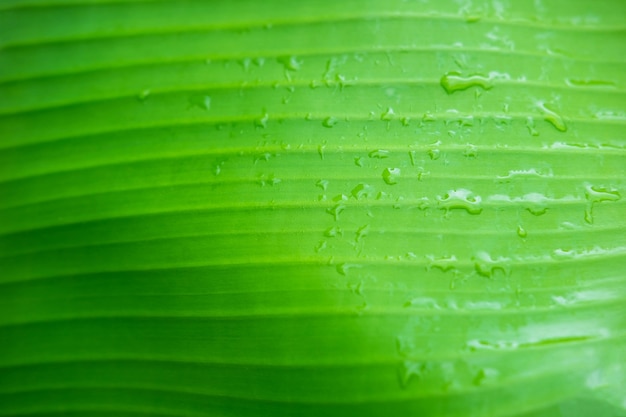 O fundo de gotas de água na banana deixa depois da chuva